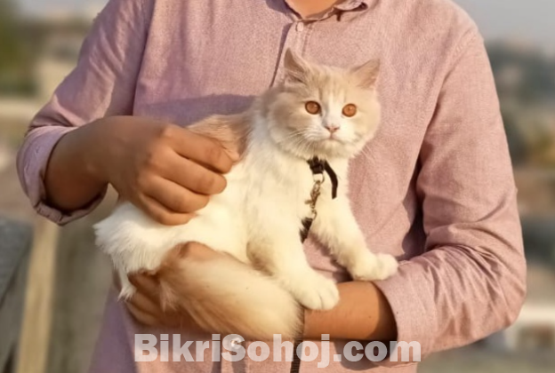 Persian male kitten